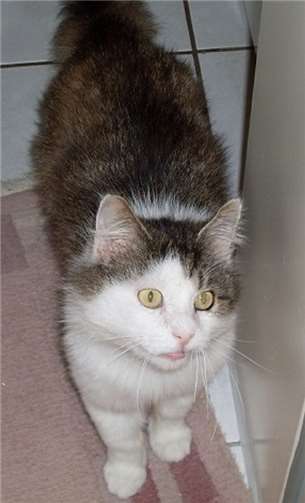 Da Bene mit Katzenaids infiziert ist, darf er keinen Freigang bekommen.privat