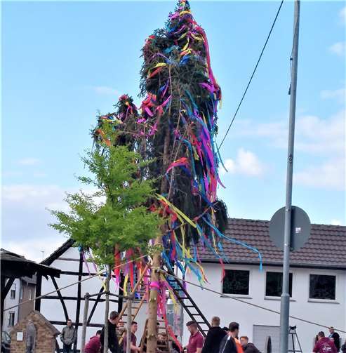 Ein strahlendes Königspaar stand im Mittelpunkt des Geschehens Da der Dorfmaibaum aufgrund eines Missgeschicks durchgebrochen war, richteten die Junggesellen kurzerhand die verkürzte Resttanne auf.