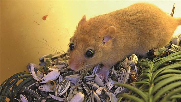 Da macht die Haselmaus große Augen. Nüsse braucht sie für die Winterzeit besonders viele. privat