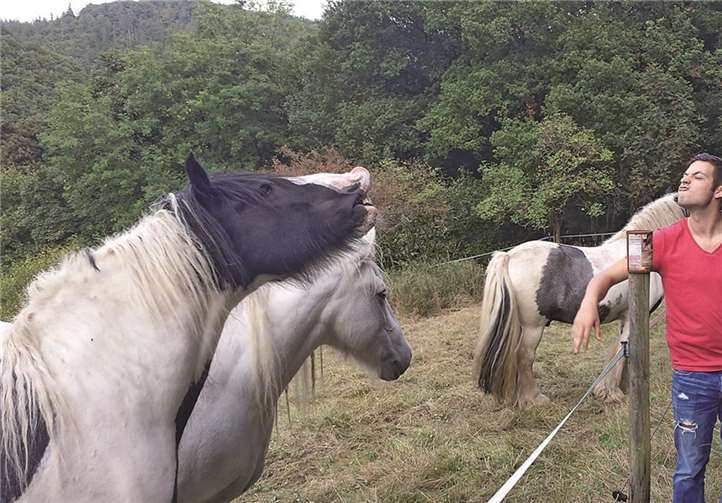 Da steht ein Pferd auf dem Flur ...