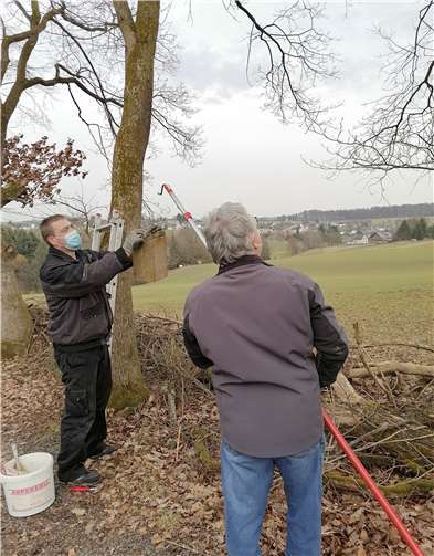 Da war die Überraschung groß, im Nistkasten wurden Siebenschläfer entdeckt.Foto: privat