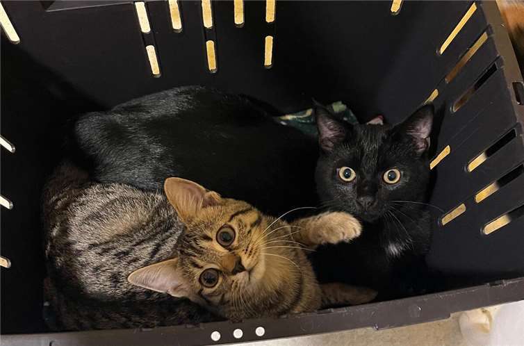 Dacia und Dacio. Fotos: privat