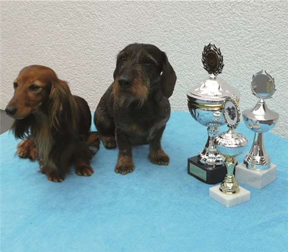 Dackel-Europasieger Puff´s Bandit und Rosa-Luxemburg.privat
