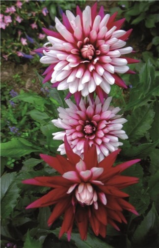 Dahlien bestechen vor allem durch ihre farbliche Vielfältigkeit. Privat