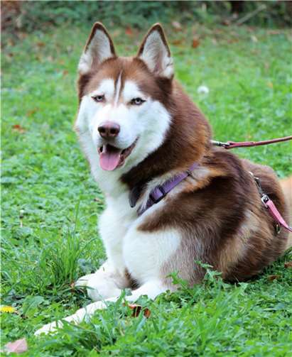 Daimen sucht neue Besitzer, die bereits Erfahrung mit Huskys haben. privat