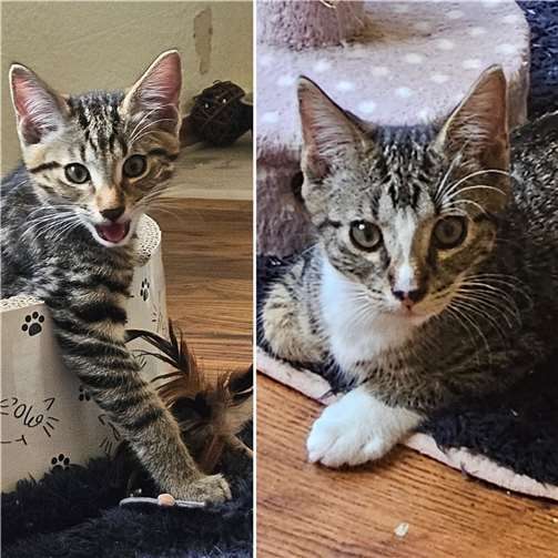 Daisy und Minnie.  Foto: privat