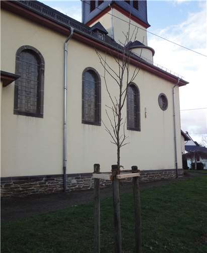Damit der neue Baum nicht schnell vertrocknet, wurde er weiter von der Stützmauer entfernt gepflanzt. Privat