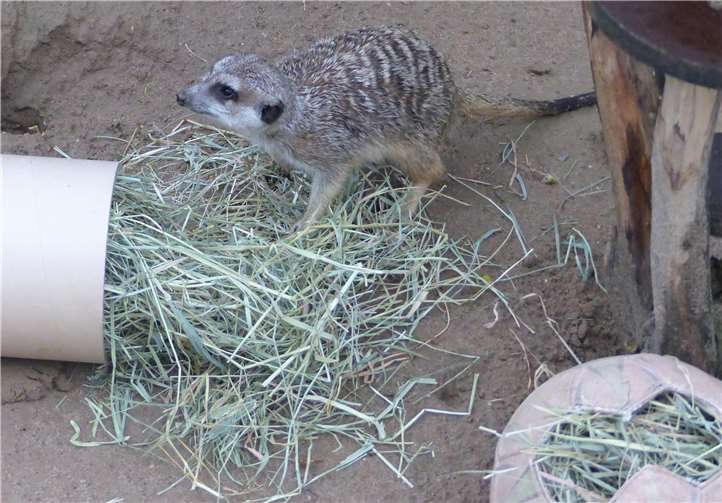 Damit die Futtersuche interessant bleibt, müssen sich die Pfleger der Erdmännchen immer etwas neues ausdenken. Foto: privat