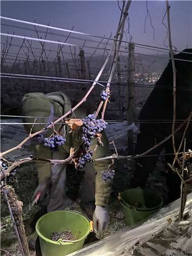 Damit die Trauben für Eiswein verwendet werden können, braucht es minus sieben Grad oder weniger.  Foto: Weingut Kriechel