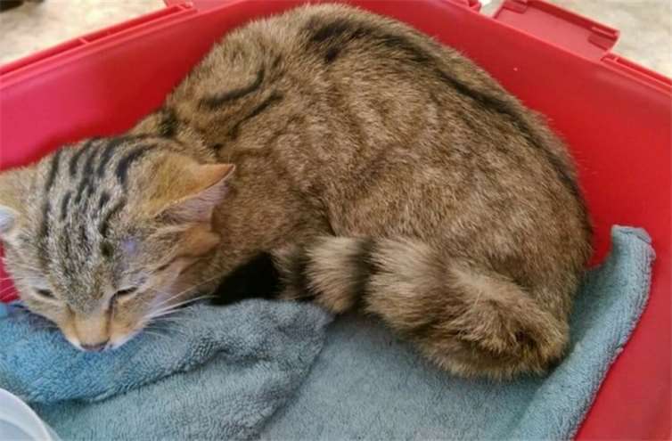 Dank Unterstützung der NI konnte das geschützte Kätzchen gerettet werden.Wildtierhilfe Kaiserslautern