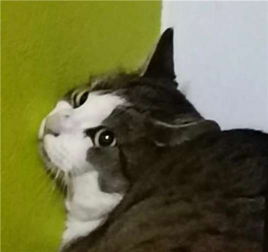Dank den aufmerksamen Dachdeckern konnte dieses Kätzchen gerettet werden.  Foto: privat