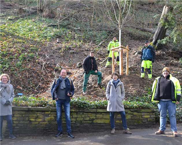 Dank einer Spende des Koblenzer Hospizvereins konnte der Eigenbetrieb Grünflächen- und Bestattungswesen am Ende der Platanenallee auf dem Hauptfriedhof einen 16 Jahre alten Zuckerahorn pflanzen.Foto: Stadt Koblenz