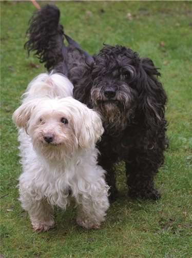 Danny und Blacky genießen es, zusammen zu sein. privat