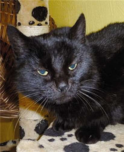 Darla lässt sich gerne kraulen.privat