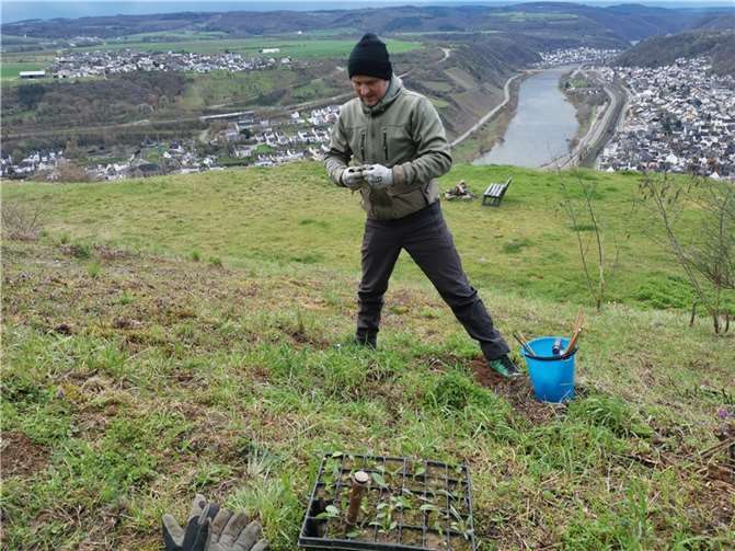Darüber hinaus pflanzten sie noch über 100 Flockenblumensetzlinge rund um das Startplatzgelände. Diese dienen der Brut des vom Aussterben bedrohten Apollofalters als Nahrungsquelle. Foto: Georg Becker