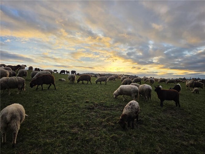 Das Abendlicht tauchte die Schafsherde in ein ganz besonderes Licht.