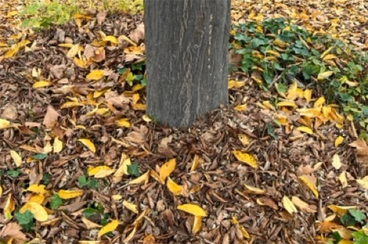 Das Anhäufeln von Laub rund um den Baum kann diesen schädigen.