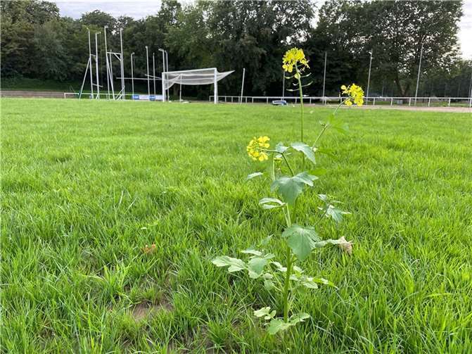 Mittelplatz des Apollinarisstadions steht vor der Fertigstellung Das Apollinarisstadion im Herbst nach der Flut. Foto: ROB