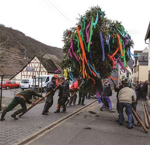 Das Aufrichten des Kirmesbaumes wird traditionell mit Holzstangen, Seilen und viel Manneskraft erledigt.EP