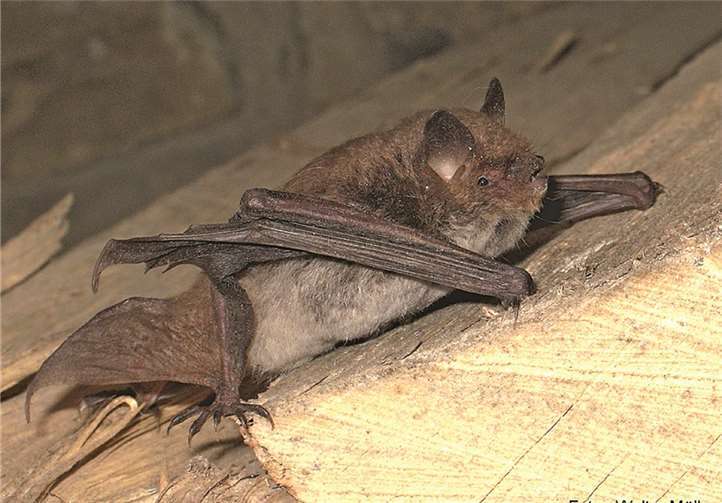Das Aufspüren einer Wasserfledermaus stellt ein imposantes Naturerlebnis dar. privat