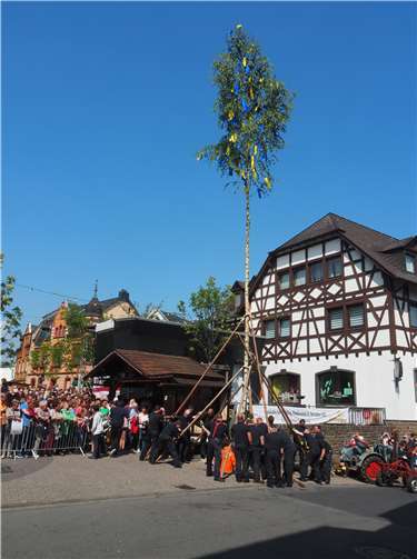 Das Aufstellen des Maibaumes.