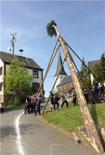 Das Aufstellen des Maibaumes in traditioneller Weise mit „Micken“.