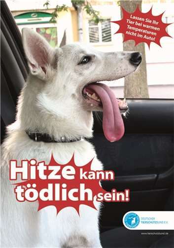 Das Auto wird für Hunde schnell zur tödlichen Hitzefalle. Foto: Deutscher Tierschutzbund e.V.