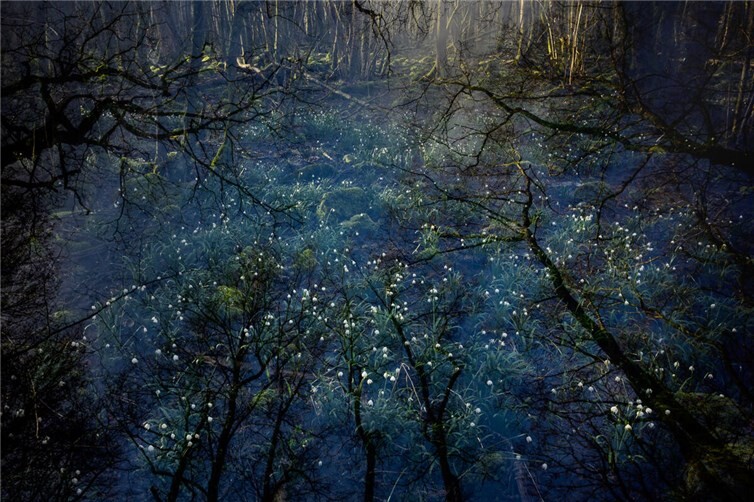Das Bild „Spring Snowflake Morning“ erhielt die Ehrung „Highly Commended“ in der Kategorie Natural Artistry und wird im Natural History Museum London sowie anschließend in einer internationalen Wanderausstellung gezeigt. Fotos: Thomas Schwarze