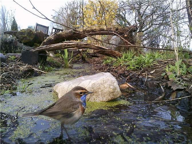 Das Blaukehlchen fand seinen Weg in den Naturschutzgarten Niederwerth.  Foto: Stefan Krumme