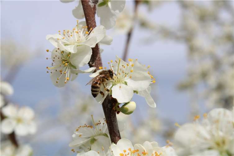 Das Blütenfest bietet Natur und gute Laune im Einklang.