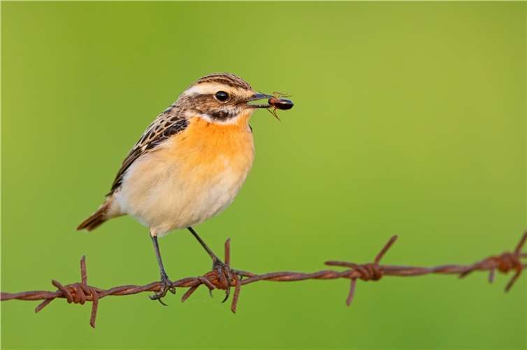 Das Braunkehlchen ist zum Vogel des Jahres 2023 gewählt worden. Fotos: NABU/M. Schäf