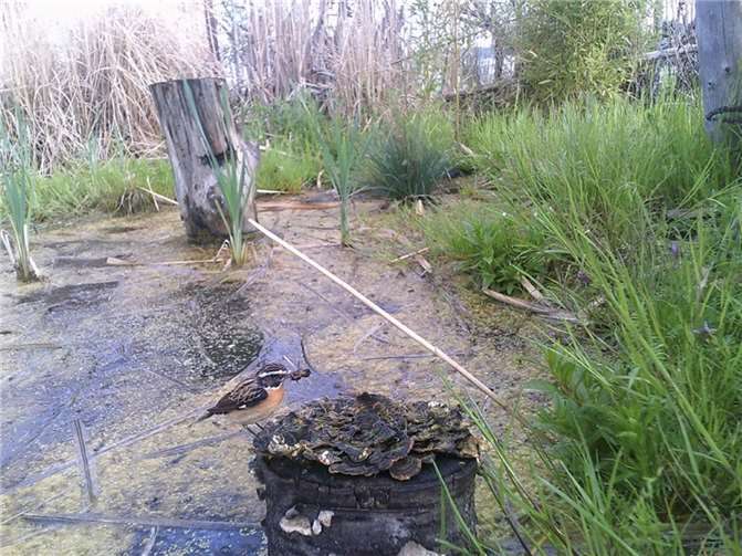 Das Braunkehlchen mit einem dicken Futterhappen im Schnabel.  Foto: Stefan Krumme