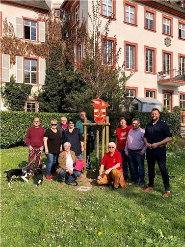 Das CCO spendete der Stadt eine stattliche Zierkirsche. Foto: CCO