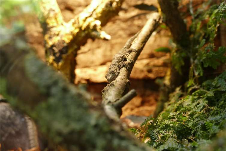 Das Chamäleongecko ist aufgrund seiner namensgebenden Tarnfarbe wirklich kaum zu sehen.  Foto: A. Zimmer