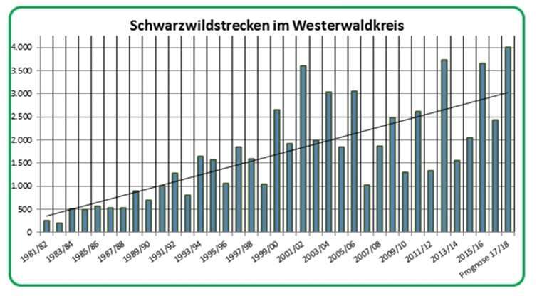 Das Diagramm zeigt die Zahlen der im Westerwaldkreis erlegten Wildschweine seit dem Jagdjahr 1981/82. Das Jagdjahr beginnt jeweils am 1. April und endet am 31. März des Folgejahres. Aufgrund der bisherigen Streckenmeldungen für das laufende Jagdjahr ist nach Einschätzung der Kreisverwaltung mit einem neuen Spitzenwert in der Größenordnung von 4.000 zu rechnen. Pressestelle der Kreisverwaltung