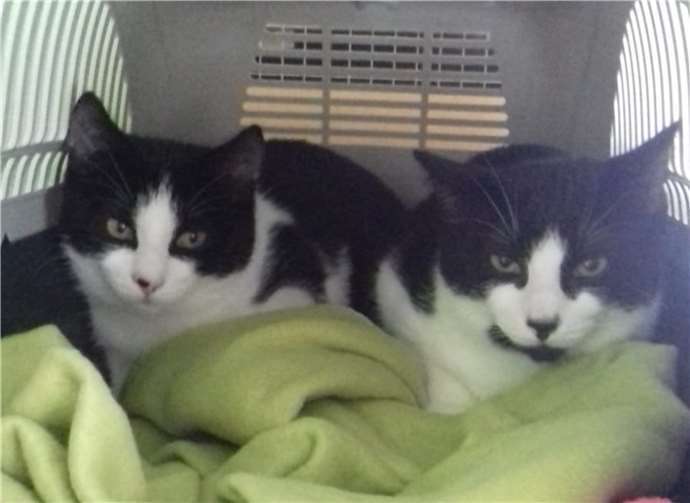 Das Duo Kimba und Igor suchen eine neue Heimat. Foto: privat