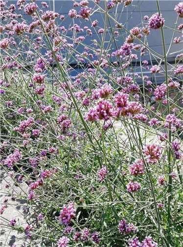 Das Eisenkraut (Verbena bonariensis) auf dem Burgplatz in Vallendar. Die pflegeleichte Staude ist ein reiner Insektenmagnet und benötigt trockene, sonnige Standorte.