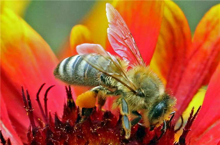 Das Engagement für die Wildbienen wird in Mayen durch den Rundweg einmal mehr bekräftigt. Josef Dedenbach/Stadt Mayen
