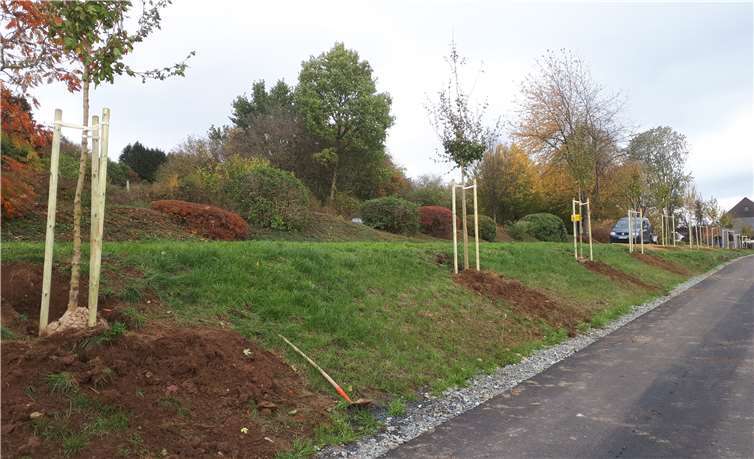 Das Ergebnis der Baumpflanzaktion kann sich sehen lassen. Fotos: privat