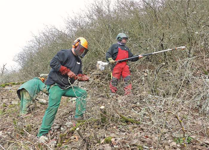 Das Ergebnis kann sich sehen lassen: In mühevoller Handarbeit wurden struktur- und artenarme Gehölzbestände in den Weinbergsbrachen freigestellt, damit Lebensräume für gefährdete und seltene Tierarten entstehen können.Quellen: Kreisverwaltung Mayen-Koblenz