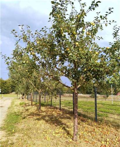 Das Ernten des Obsts am Apfelbaumweg ist erlaubt - ja, sogar erwünscht. Foto: privat