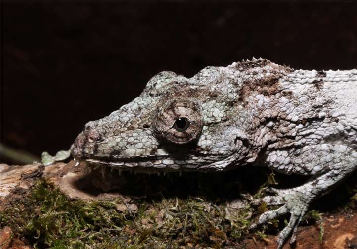 Das „Falsche Chamäleon“ ist mit seiner grau-braunen Färbung auf vielen Bäumen kaum zu erkennen.