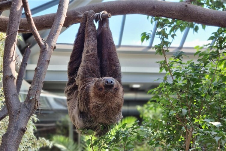 Zoo Neuwied: Südamerika-Feeling im herbstlichen Grau  Das Faultier erkundet die Prinz Maximilian zu Wied-Halle.Foto: privat