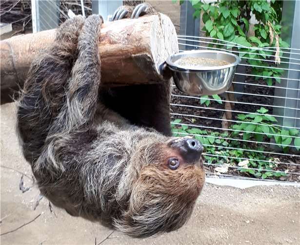Das Faultier ist im neuen Südamerikahaus eine der Hauptattraktionen.