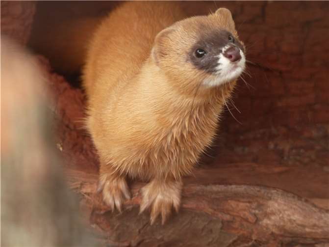 Das Feuerwiesel ist ebenfalls im Zoo Neuwied zuhause.  Foto: Franziska Waked