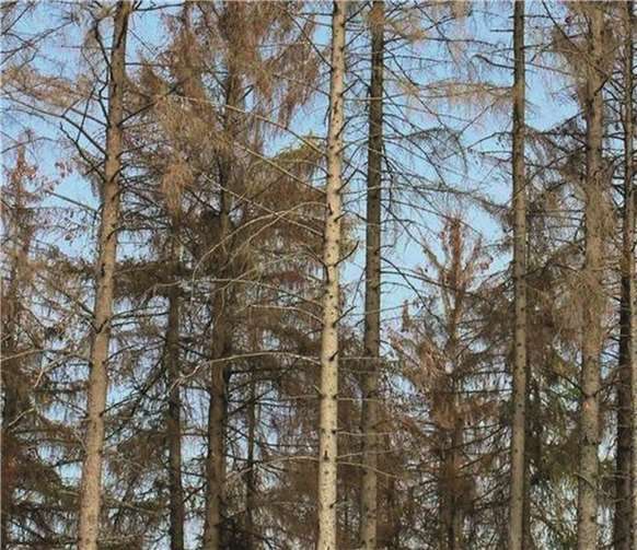 Das Fichtensterben macht auch vor dem Volkesfelder Wald nicht halt. FRE