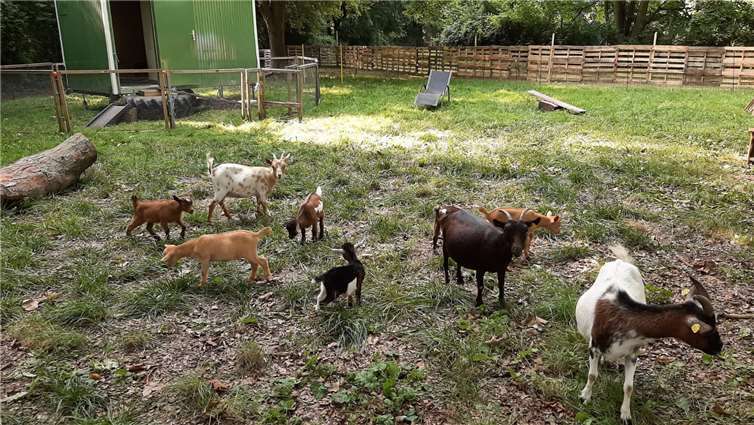 Das Frischfutter im Bürgerpark schmeckt den Ziegen sichtlich.