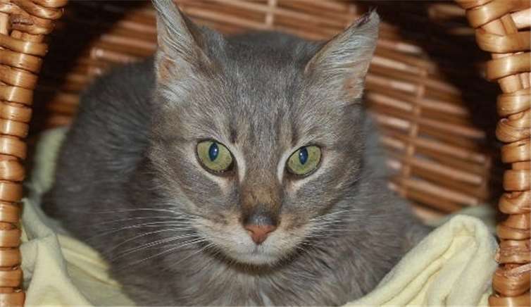 Das Fundtier befindet sich in einem schlechten Allgemeinzustand. privat