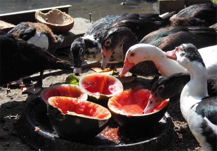 Das Futter für die Tiere muss mehrmals pro Woche im Raum Sinzig abgeholt werden.privat