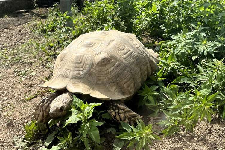 Das Gehege, dass die Spornschildkröten sich mit den Roten Varis teilen, hat einen Gehegeteil dazu erhalten.Foto: Eva Fritsch